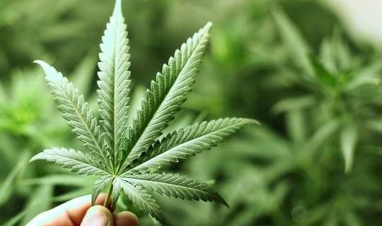 medical benefits of marijuana