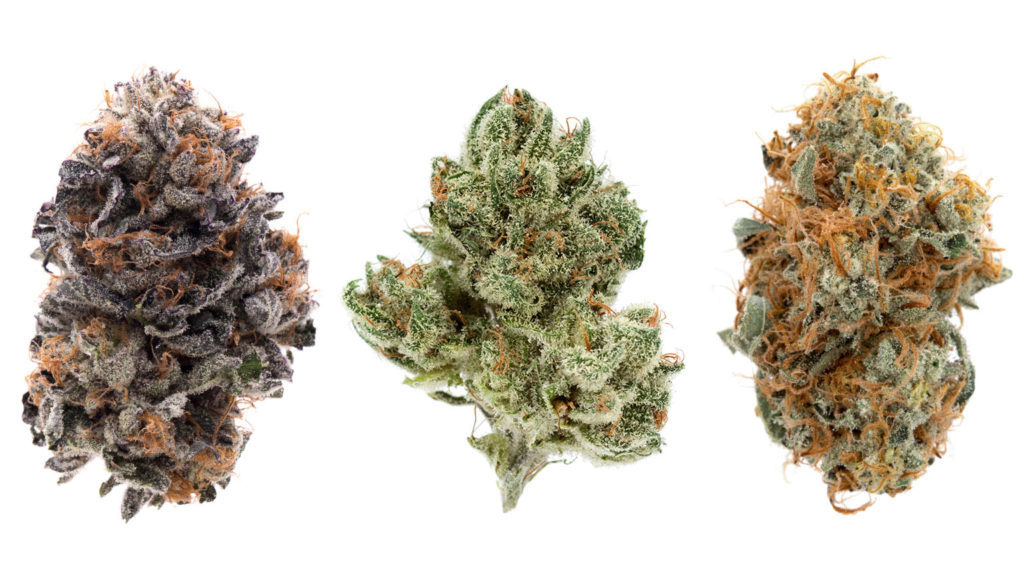 DIFFERENCES IN STRAINS