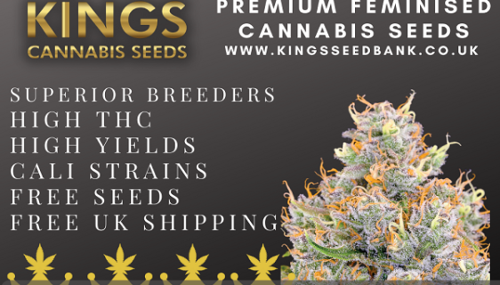 Buy feminised cannabis seeds UK